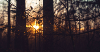 Friday Night Hike Series: Apples, Cinnamon, & Spicer Lake